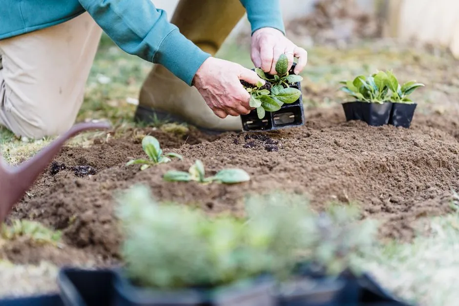 Plantations realisees dans un massif urbain